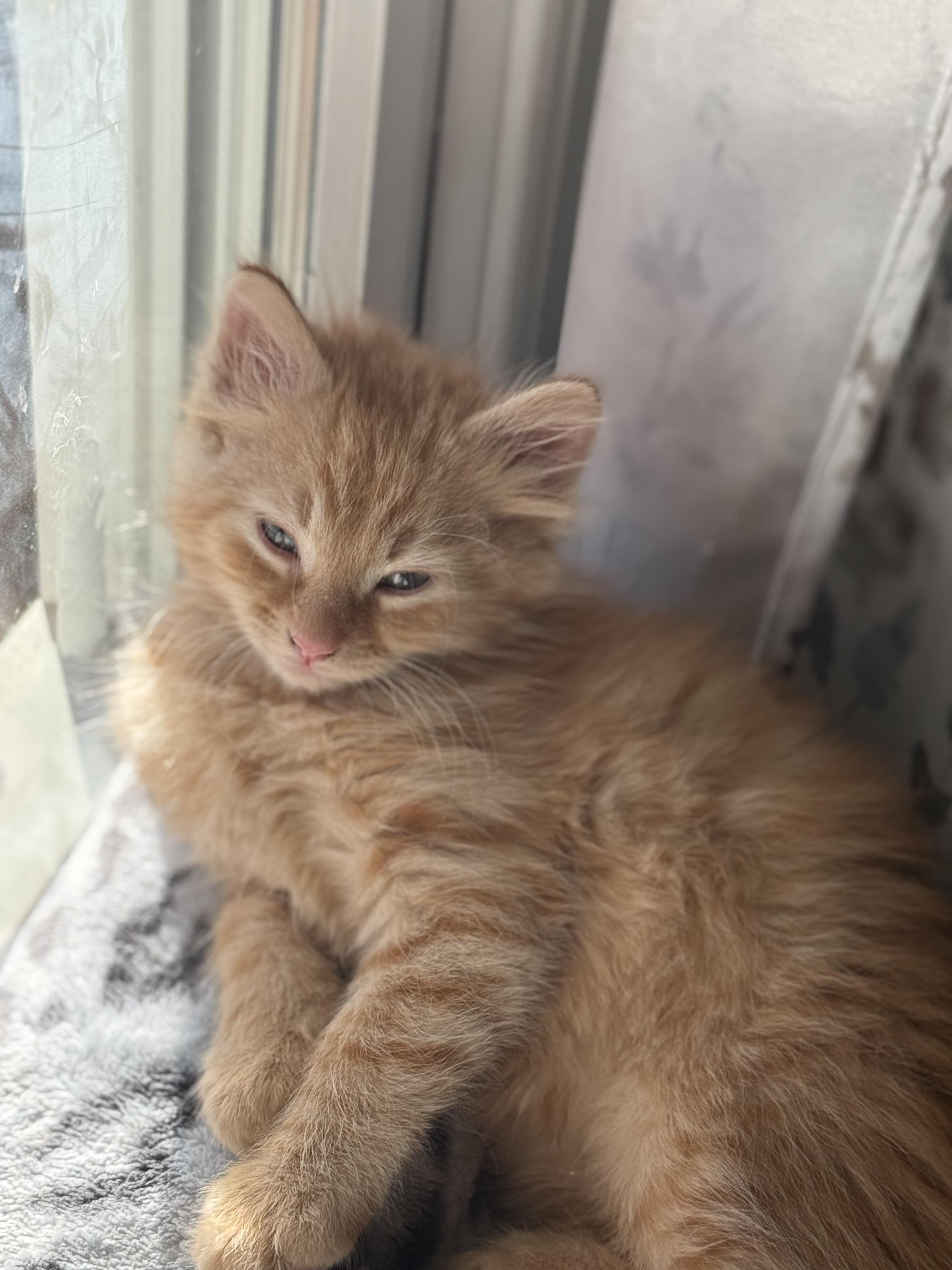 Cheddar, an adopted Domestic Medium Hair in Odenton, MD image 5/6
