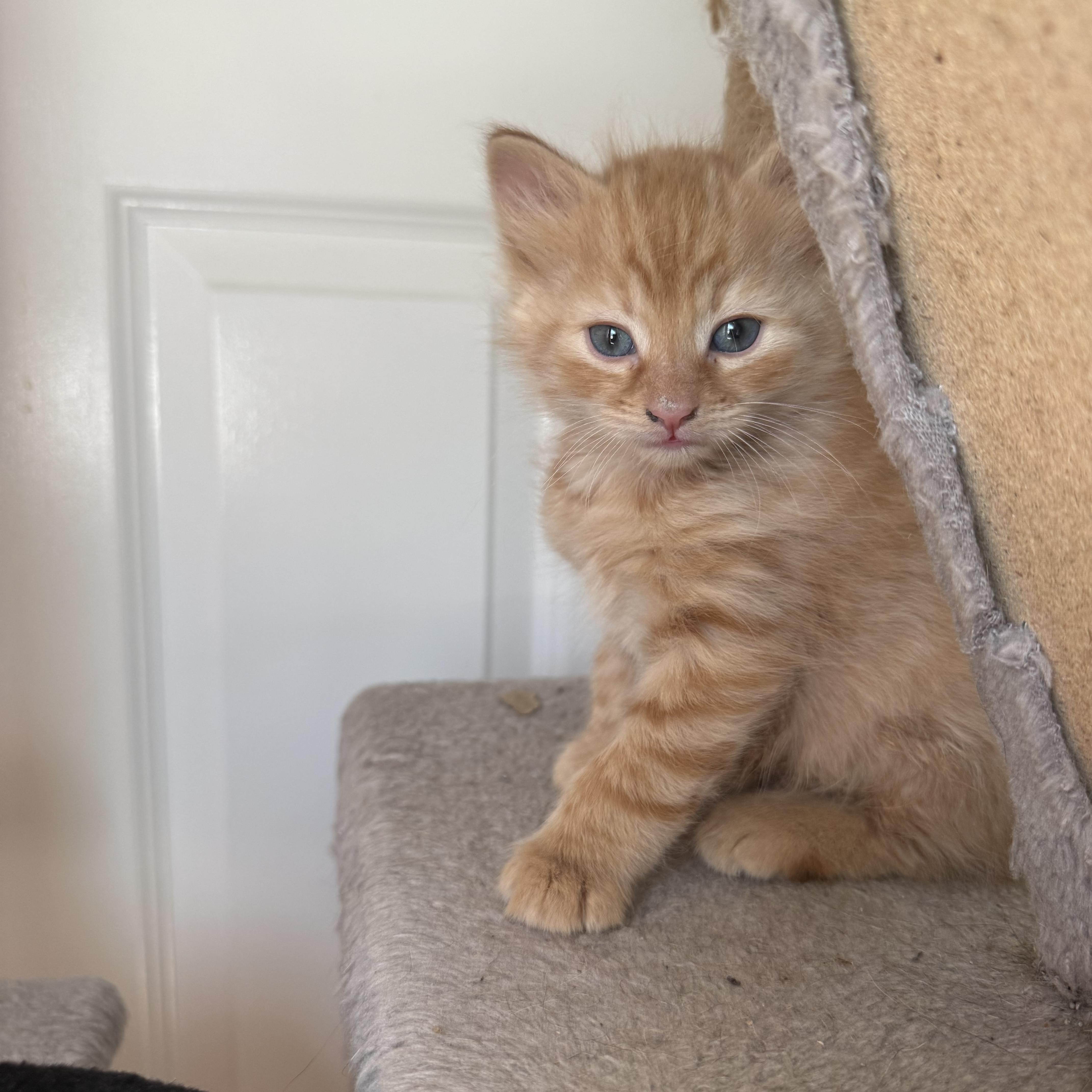 Cheddar, an adopted Domestic Medium Hair in Odenton, MD image 6/6