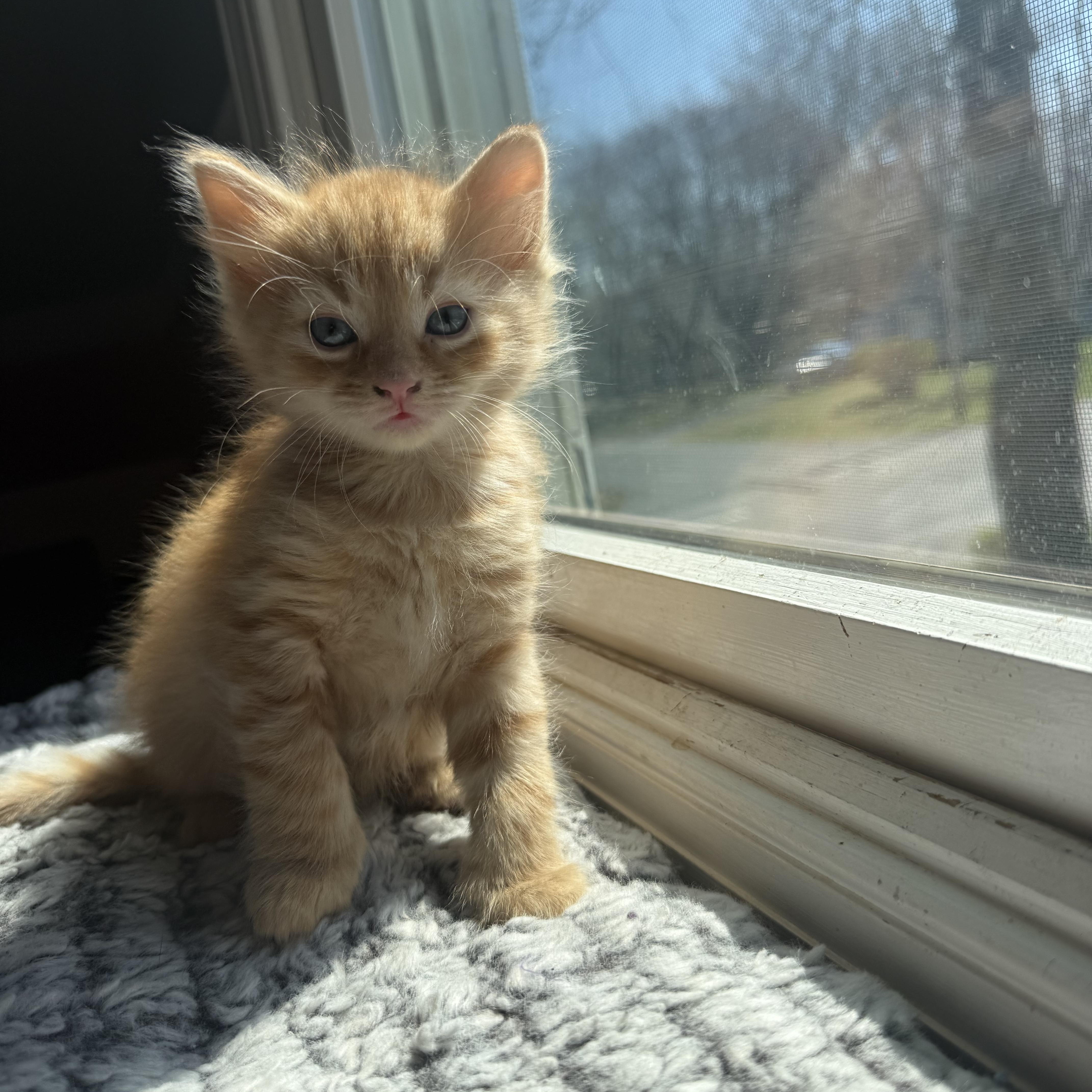 Cheddar, an adopted Domestic Medium Hair in Odenton, MD image 3/6