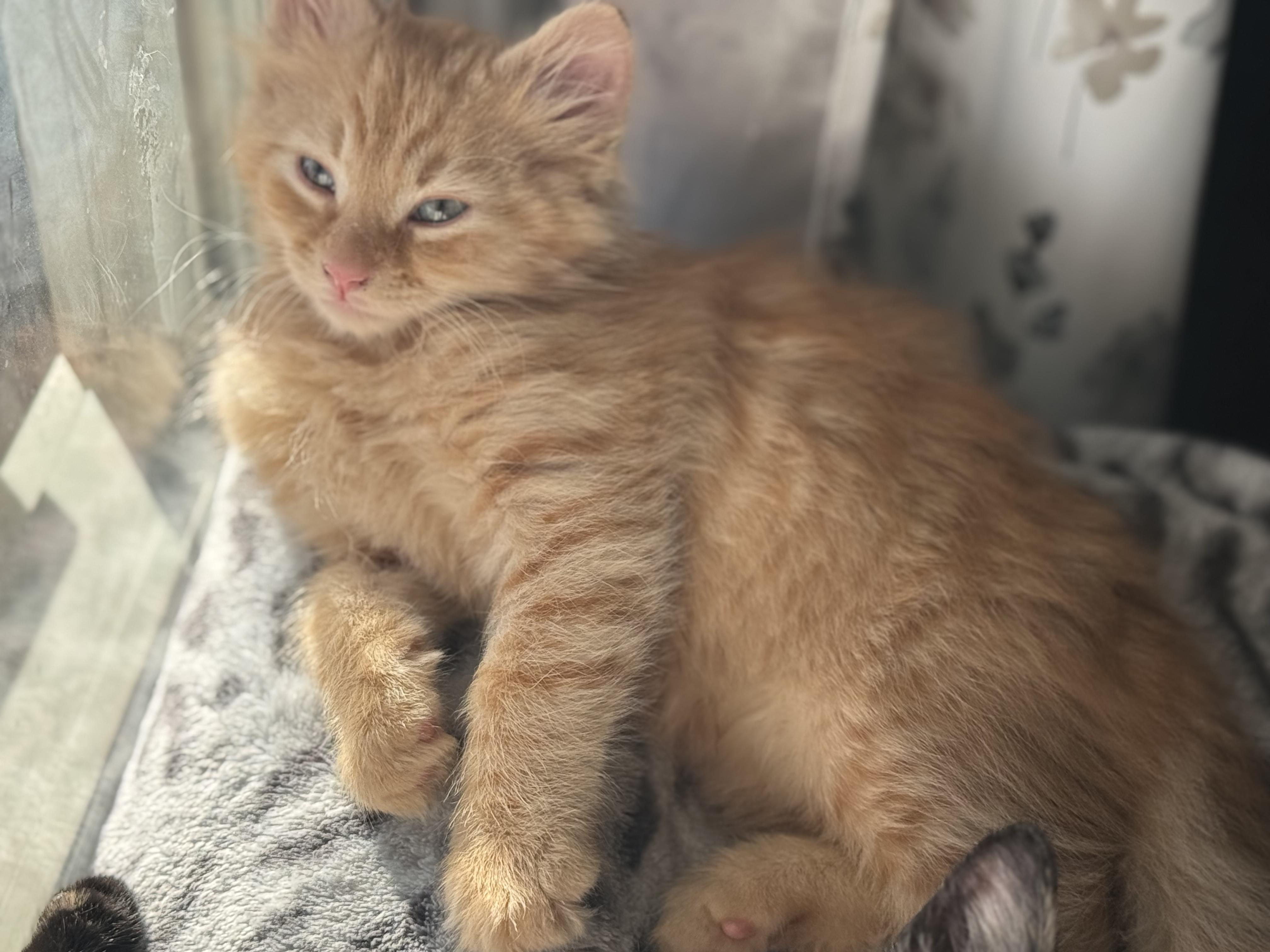 Cheddar, an adopted Domestic Medium Hair in Odenton, MD image 4/6
