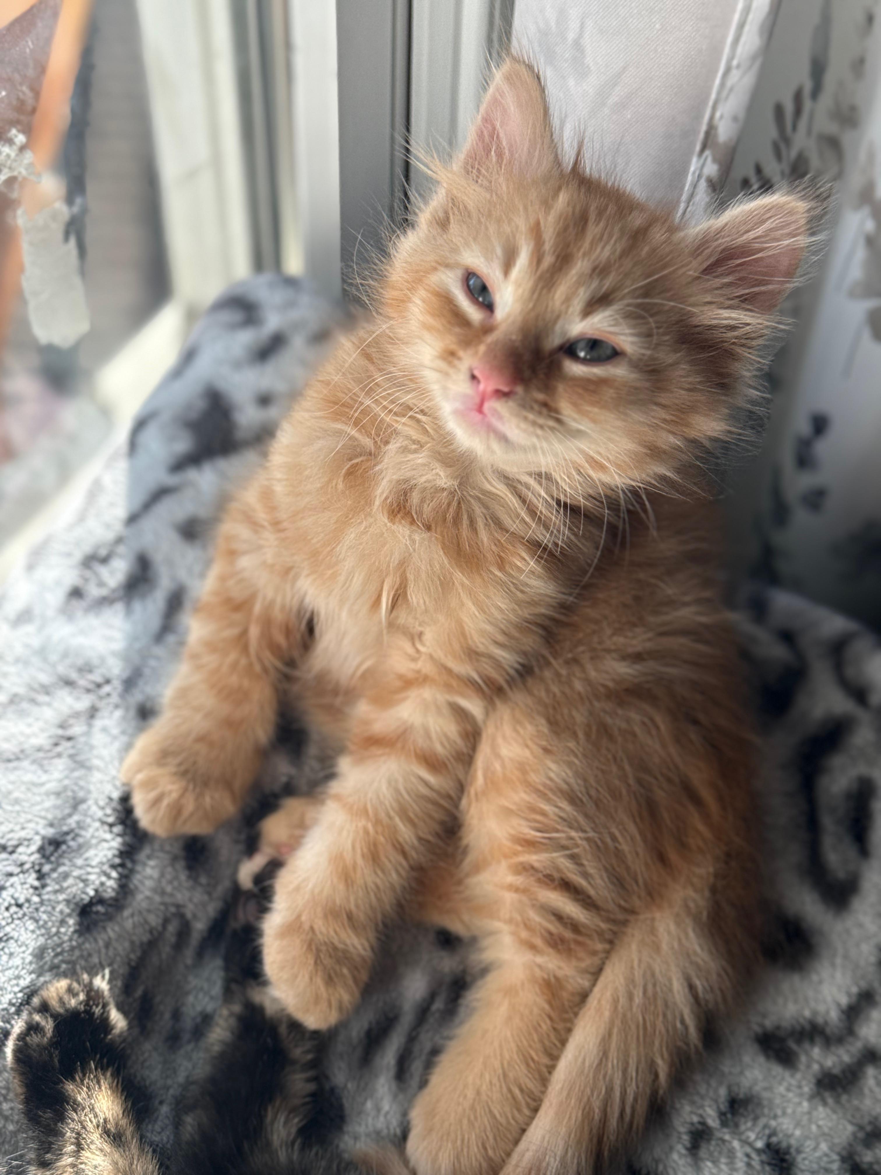 Cheddar, adopted, Kitten Male Domestic Medium Hair.