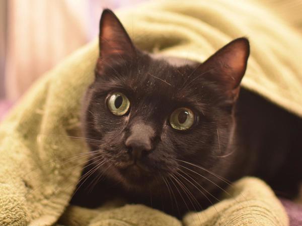 Enlarge Izzy, a Adoptable mixed breed in Portland, OR image 1/1