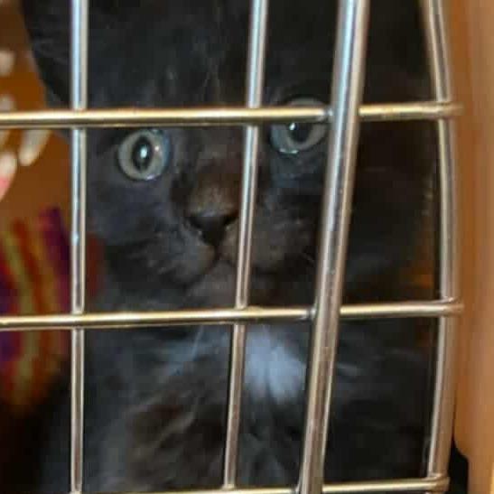 Enlarge Bud, a Adoptable Domestic Short Hair in Jacksonville, OR image 1/2