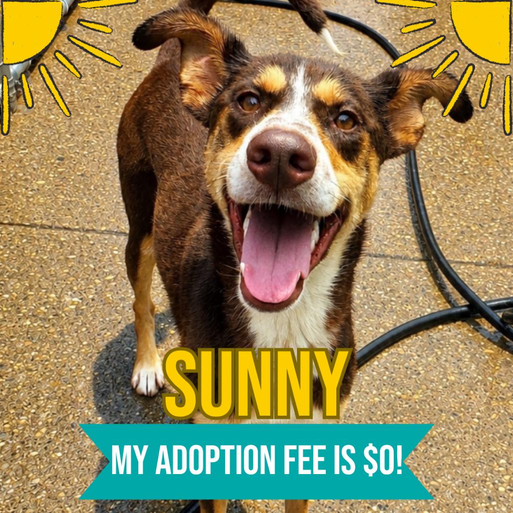 Enlarge Sunny fka Athena, a Adoptable Mixed Breed in Charleston, WV image 2/5