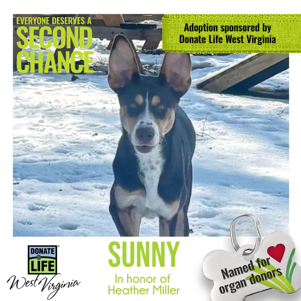 Sunny fka Athena, Adoptable, Young Female Mixed Breed.