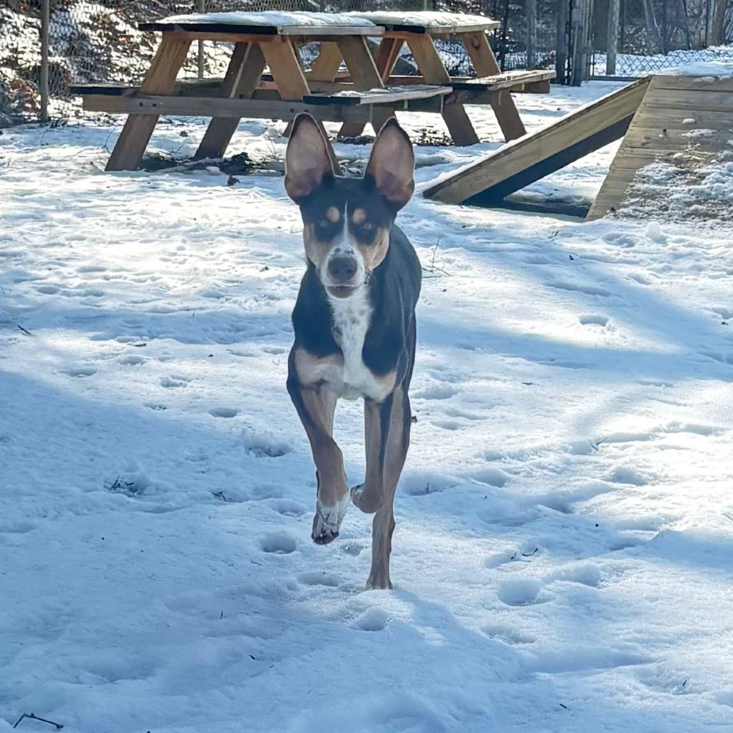 Sunny fka Athena, a Adoptable Mixed Breed in Charleston, WV image 2/3