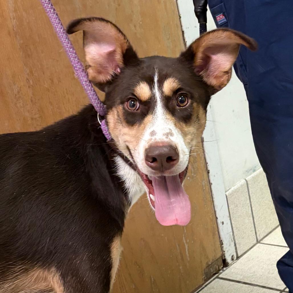 Sunny fka Athena, a Adoptable Mixed Breed in Charleston, WV image 3/3