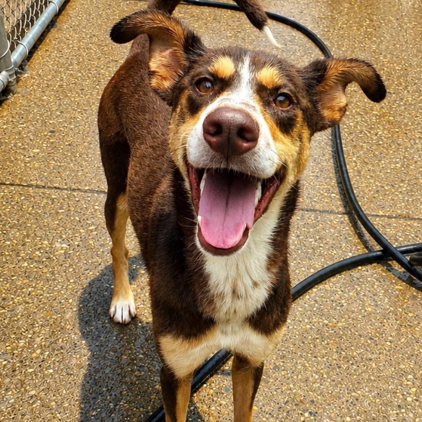 Enlarge Sunny fka Athena, a Adoptable Mixed Breed in Charleston, WV image 5/5