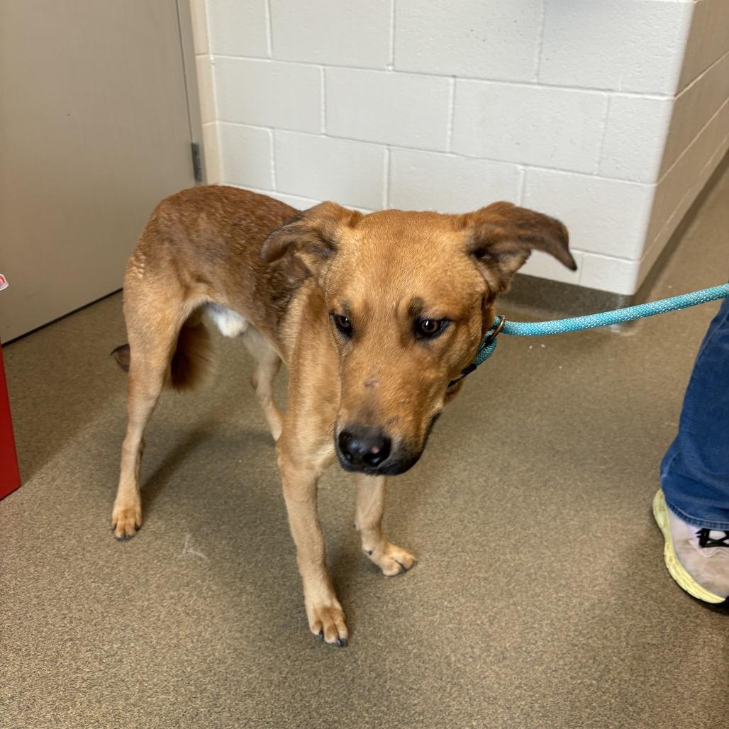 Leo, Adoptable, Young Male Chesapeake Bay Retriever & Husky.