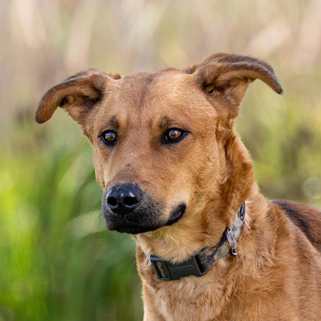 Enlarge Leo, a Adoptable mixed breed in Council Bluffs, IA image 2/4