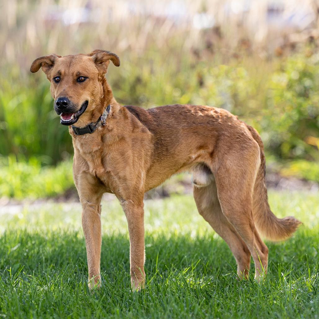 Enlarge Leo, a Adoptable mixed breed in Council Bluffs, IA image 3/4
