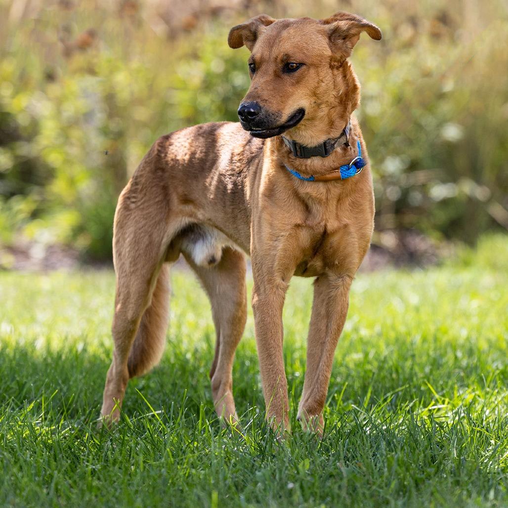 Enlarge Leo, a Adoptable mixed breed in Council Bluffs, IA image 4/4