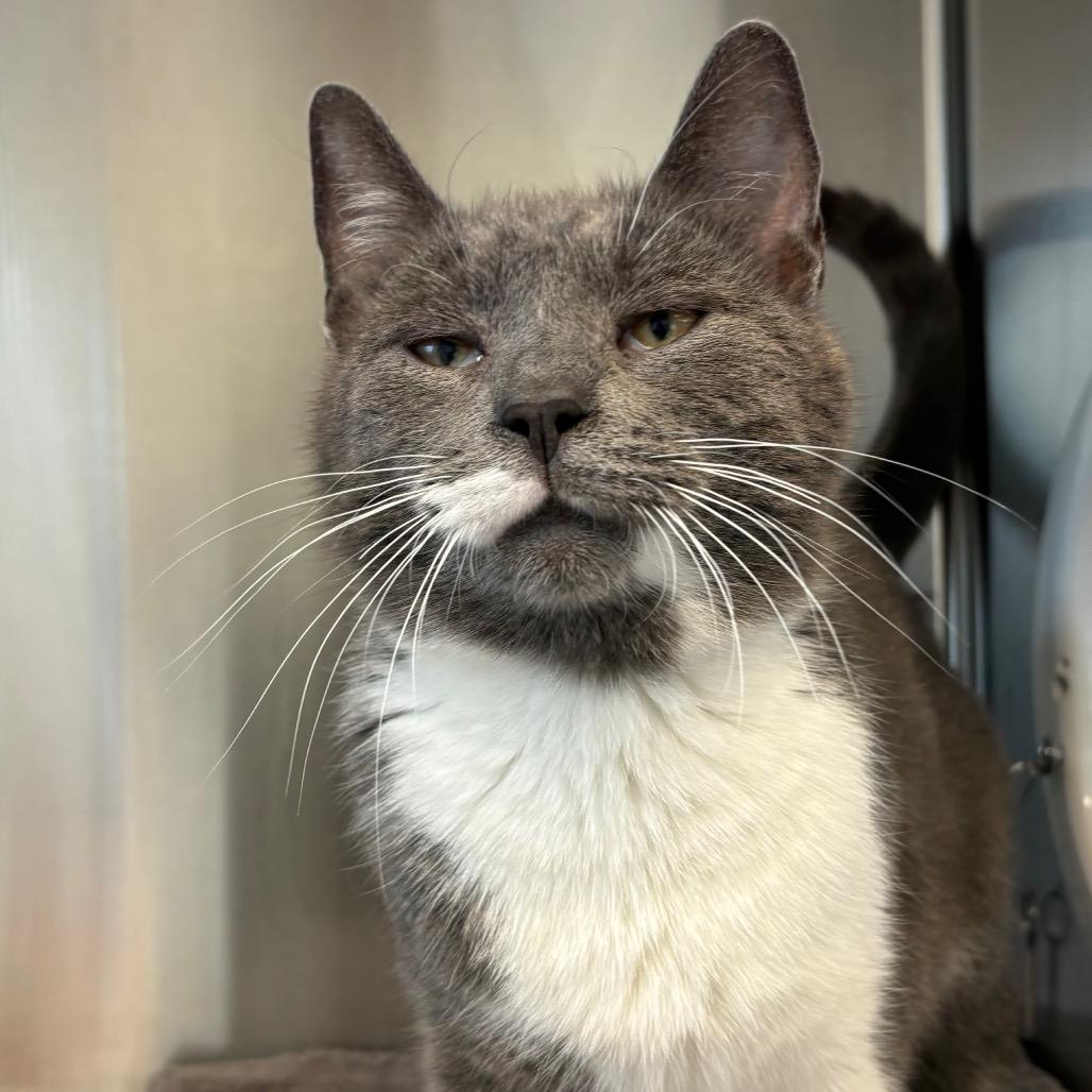 Peekaboo, Adoptable, Adult Female Domestic Short Hair.