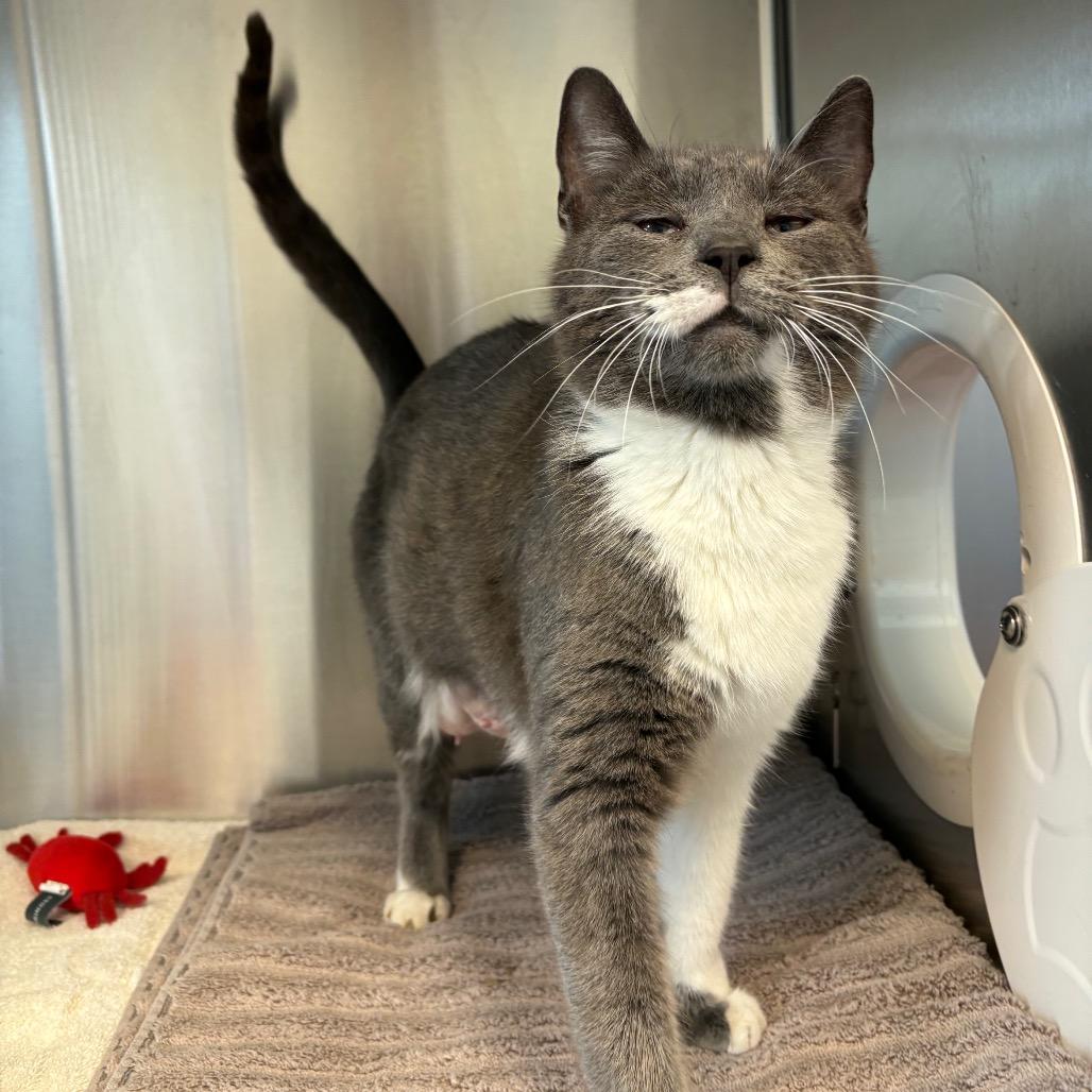 Enlarge Peekaboo, a Adoptable Domestic Short Hair in Washington Township, OH image 2/6