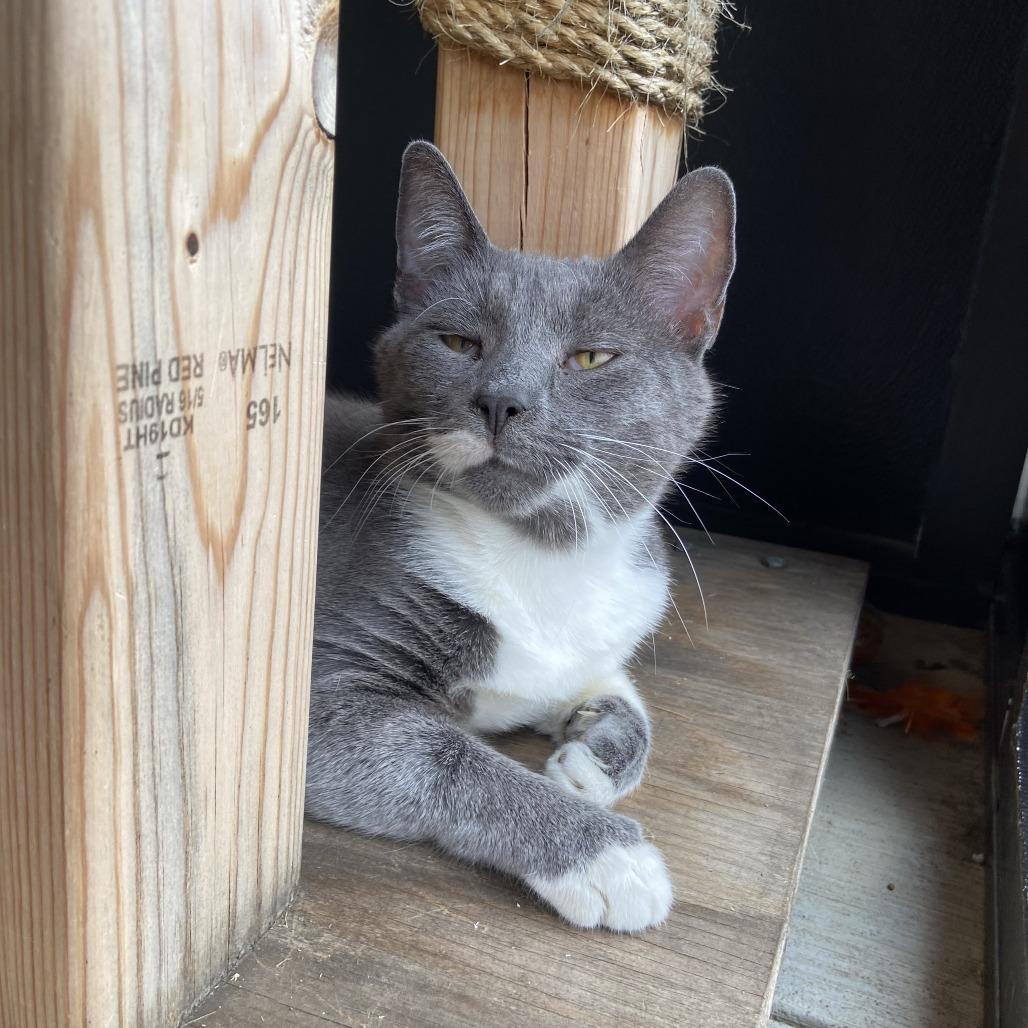 Enlarge Peekaboo, a Adoptable Domestic Short Hair in Washington Township, OH image 3/6