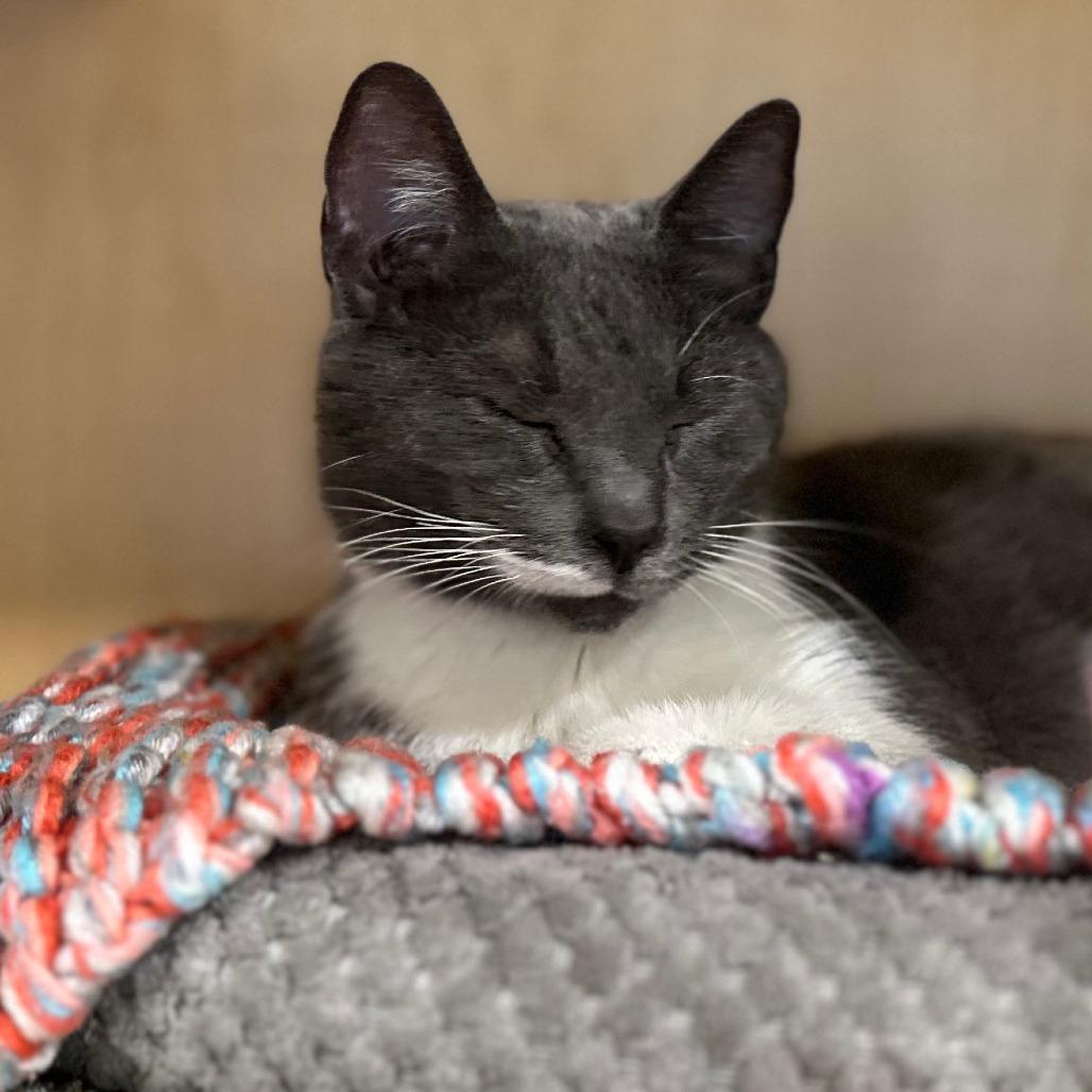 Enlarge Peekaboo, a Adoptable Domestic Short Hair in Washington Township, OH image 4/6
