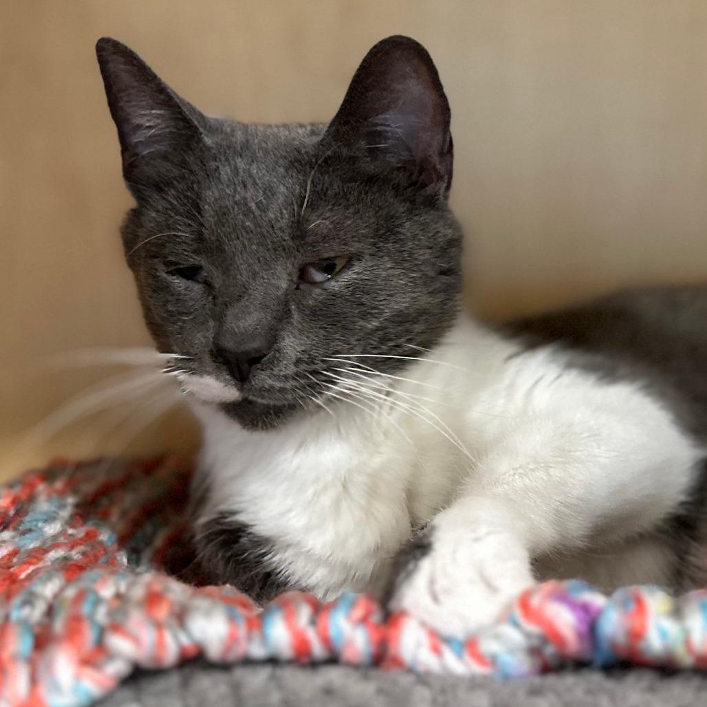 Enlarge Peekaboo, a Adoptable Domestic Short Hair in Washington Township, OH image 6/6
