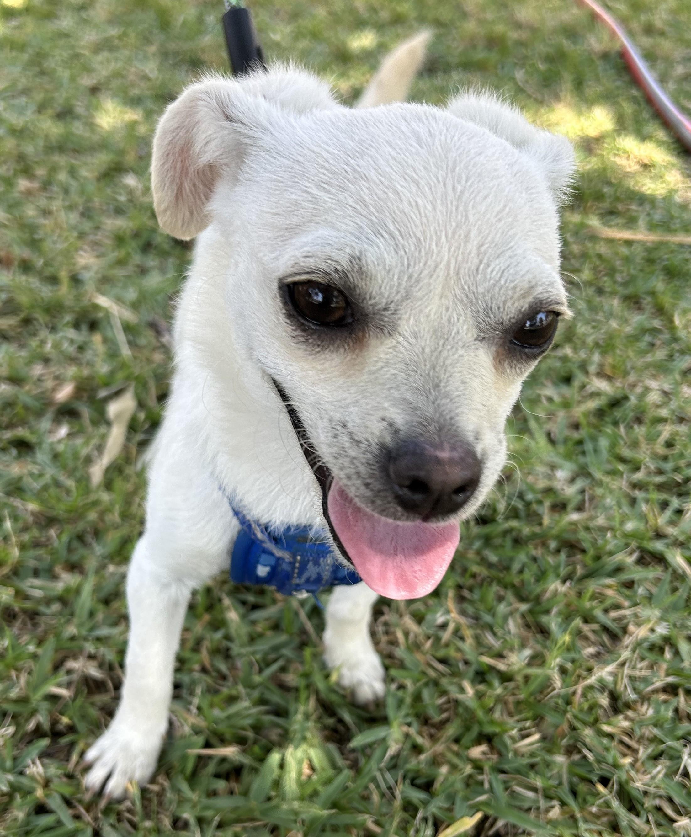 CANDY, an adopted mixed breed in Bell Gardens, CA image 6/6