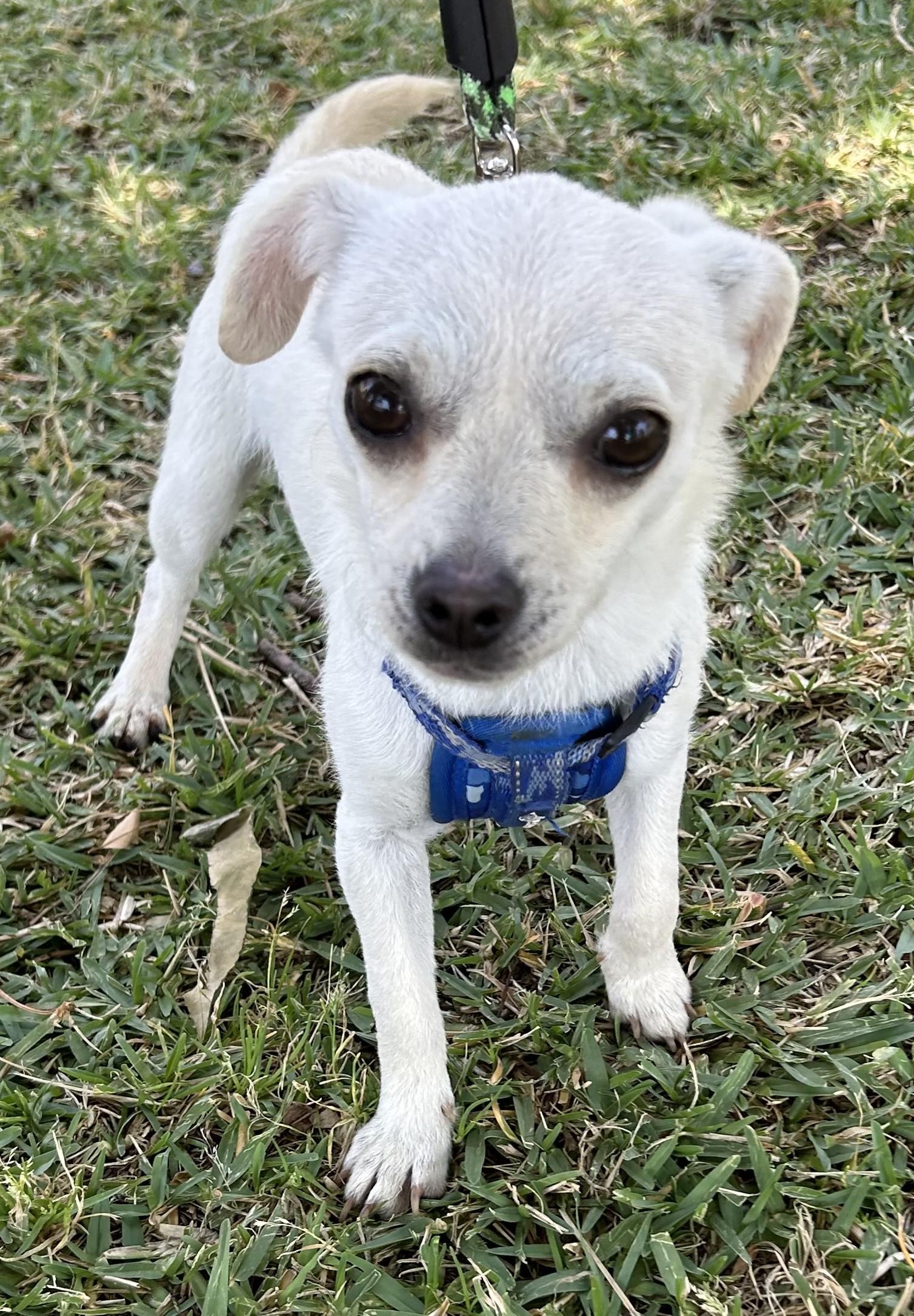 CANDY, an adopted mixed breed in Bell Gardens, CA image 4/6