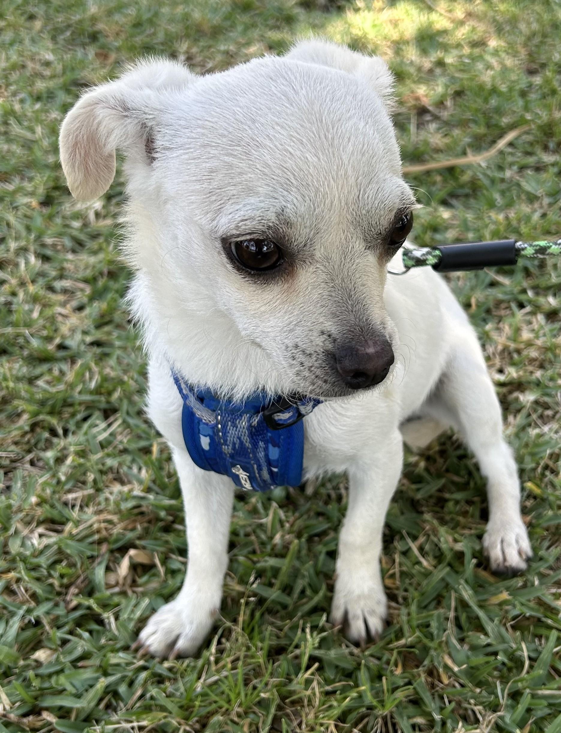 CANDY, adopted, Young Female Chihuahua.
