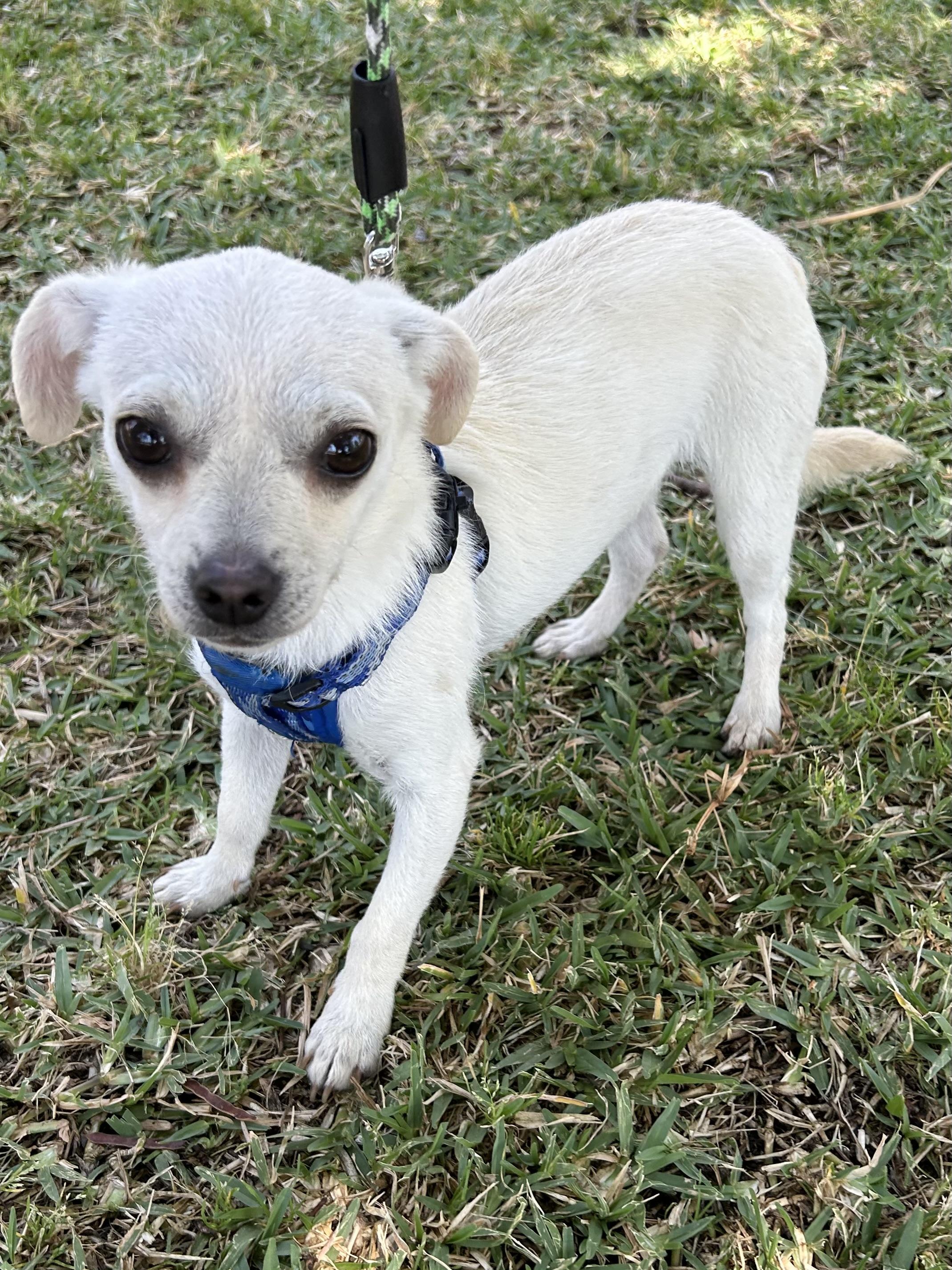 CANDY, an adopted mixed breed in Bell Gardens, CA image 5/6