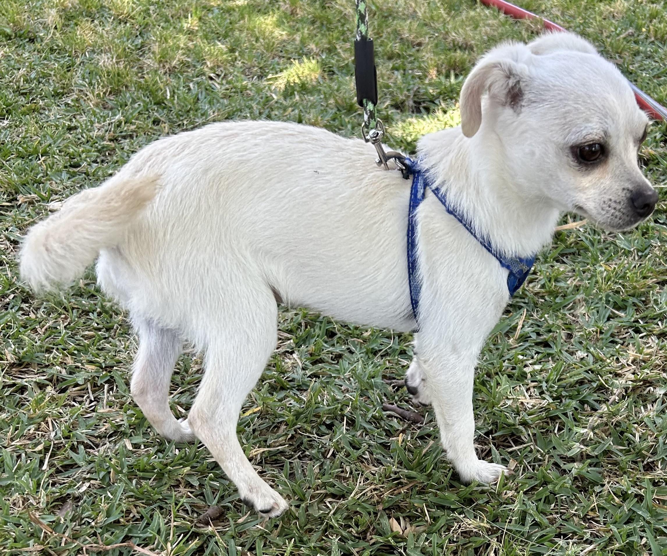 CANDY, an adopted mixed breed in Bell Gardens, CA image 2/6