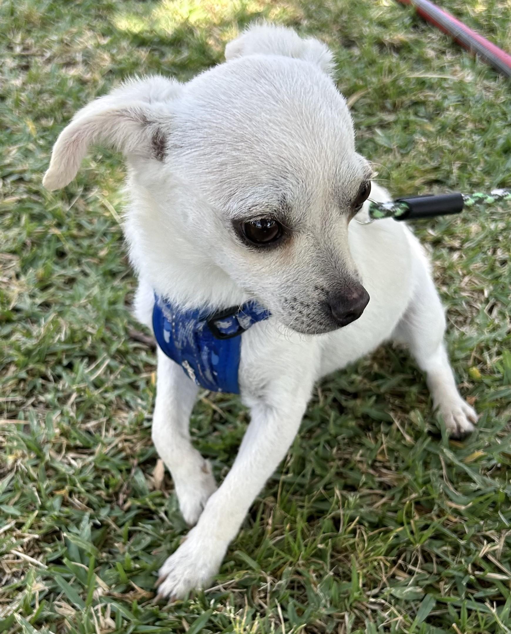 CANDY, an adopted mixed breed in Bell Gardens, CA image 3/6