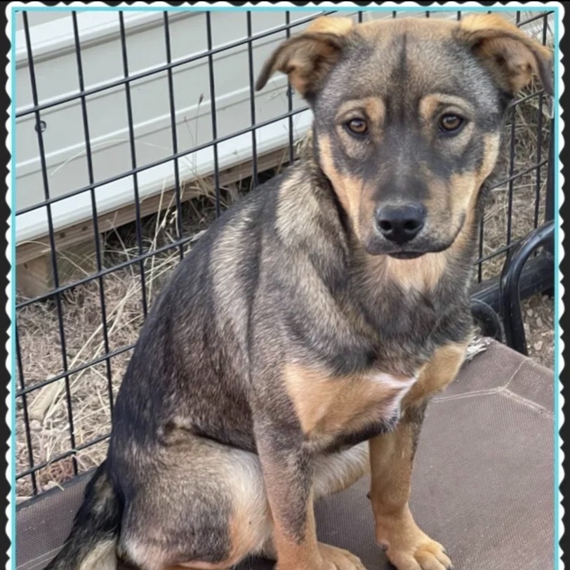 Bell, an adoptable Shepherd Mix in Columbus, OH_image-1