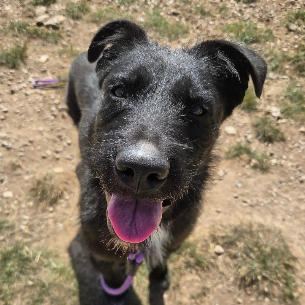 Banjo, Adoptable, Young Male Mixed Breed.