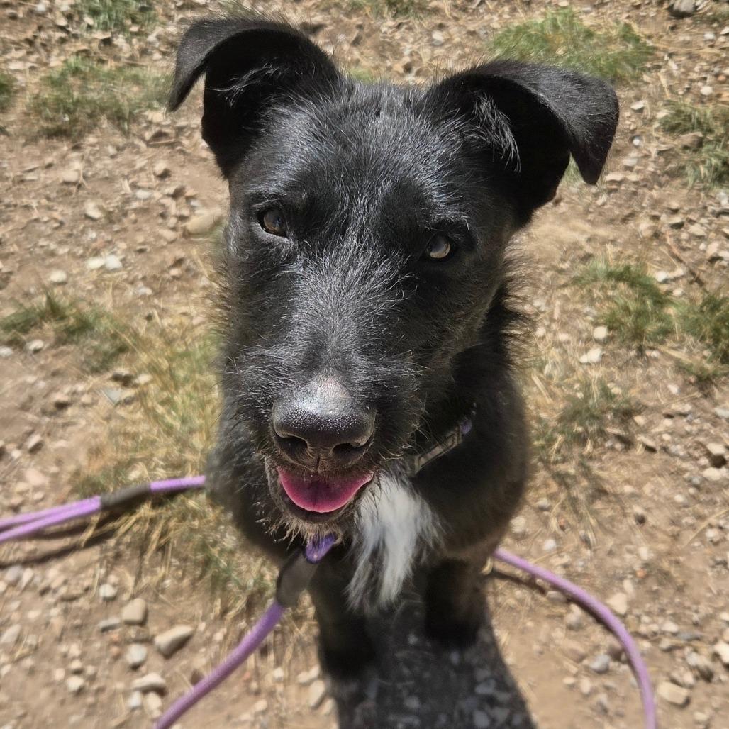 Enlarge Banjo, a Adoptable Mixed Breed in Park City, UT image 2/4
