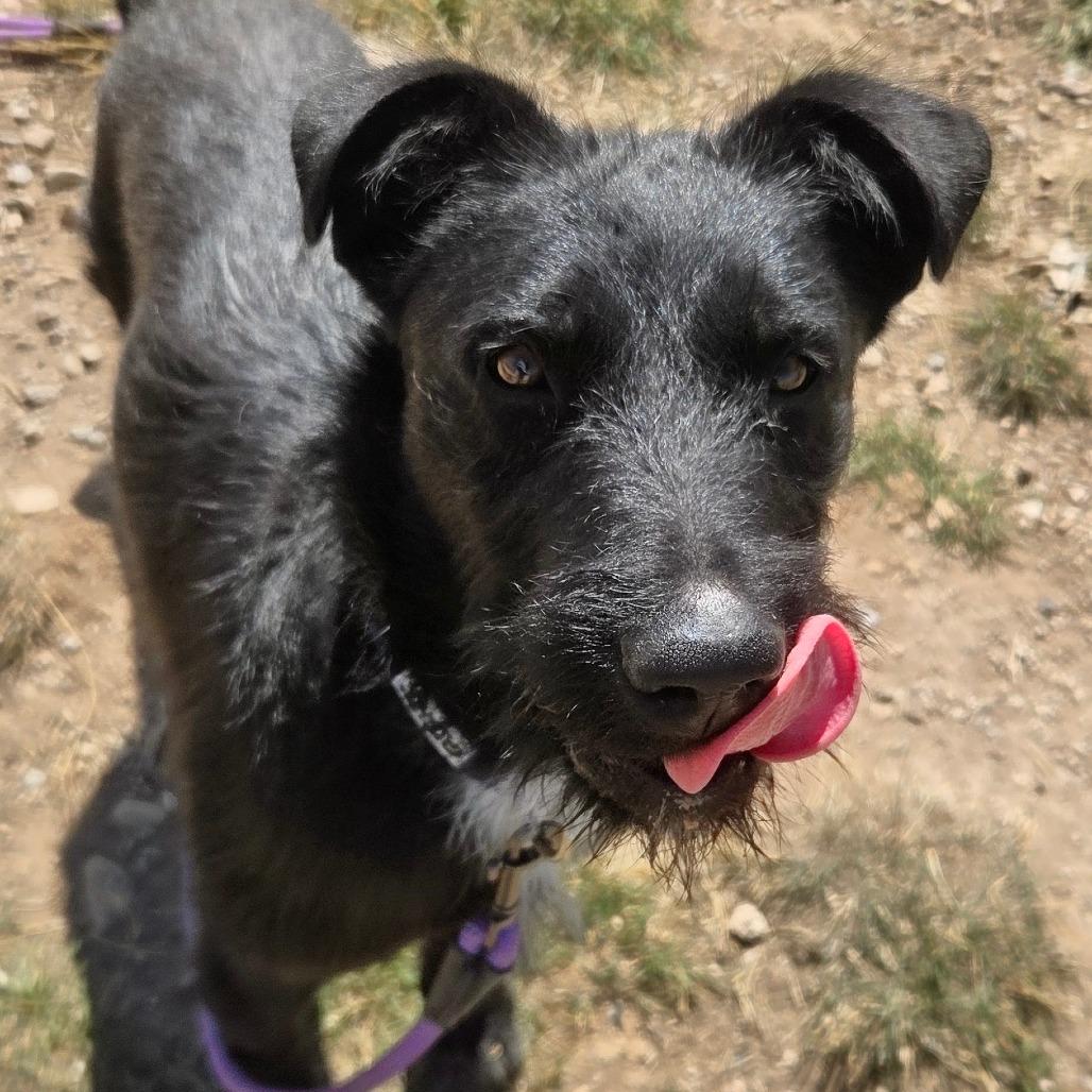 Enlarge Banjo, a Adoptable Mixed Breed in Park City, UT image 3/4