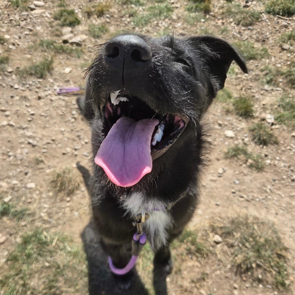 Enlarge Banjo, a Adoptable Mixed Breed in Park City, UT image 4/4
