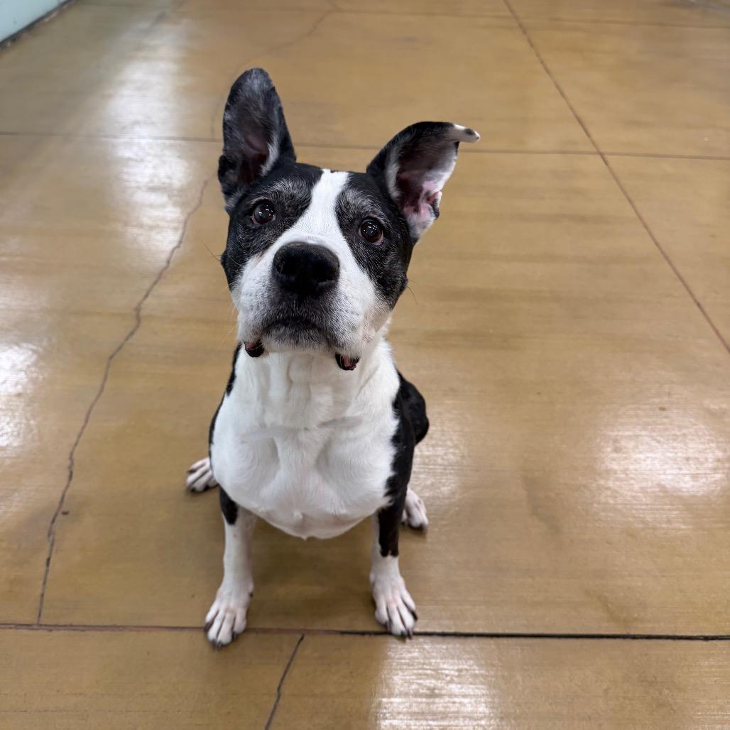 Cliffy, Adoptable, Senior Male Pit Bull Terrier.