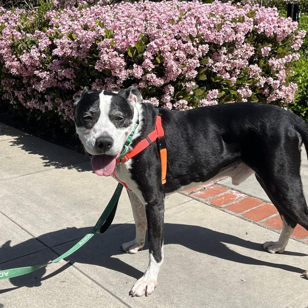 Enlarge Cliffy, a Adoptable mixed breed in Pasadena, CA image 2/5
