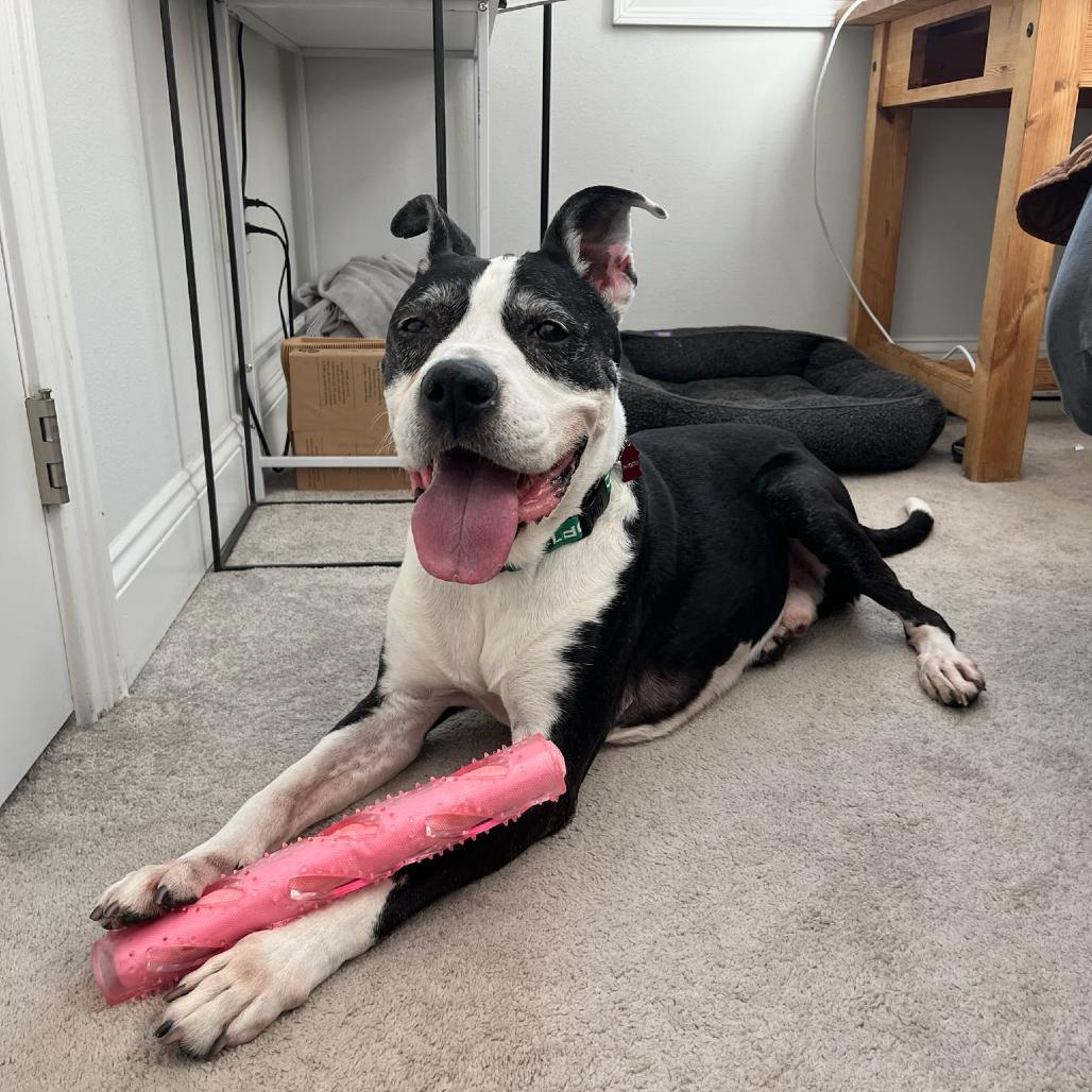 Enlarge Cliffy, a Adoptable mixed breed in Pasadena, CA image 3/5