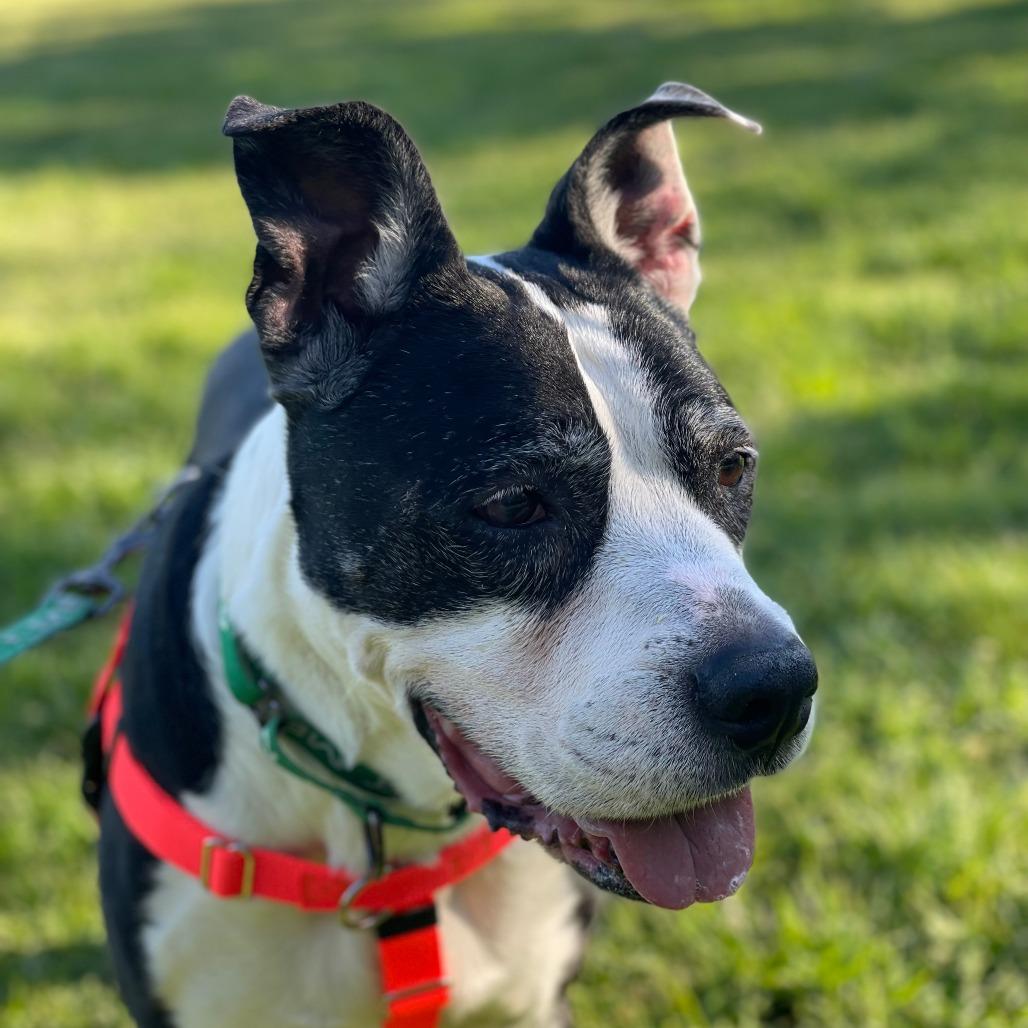 Enlarge Cliffy, a Adoptable mixed breed in Pasadena, CA image 4/5