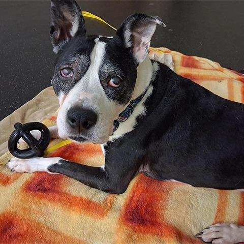 Enlarge Cliffy, a Adoptable mixed breed in Pasadena, CA image 5/5