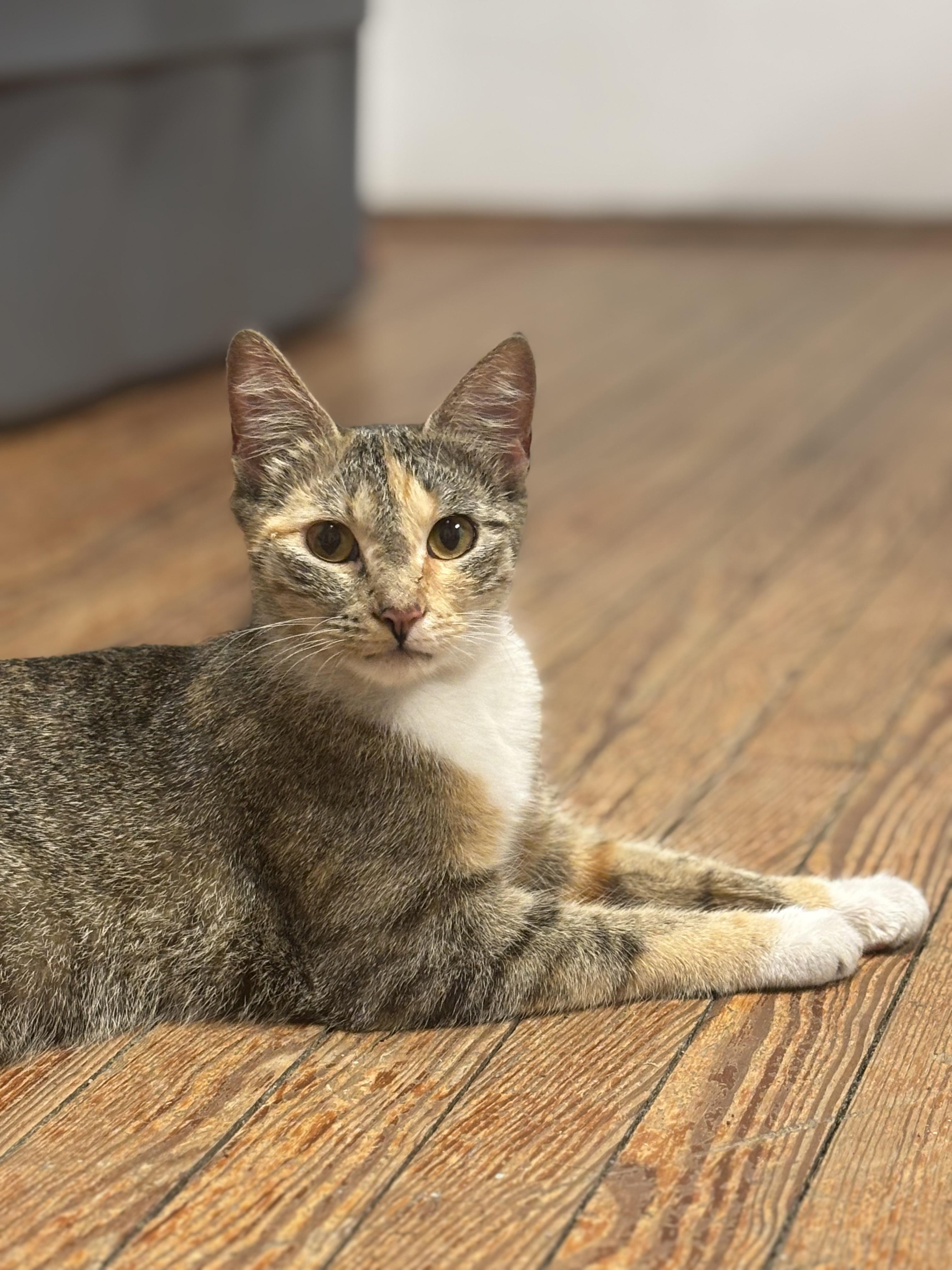 Margarita, ADOPTABLE, Young Female Domestic Short Hair.