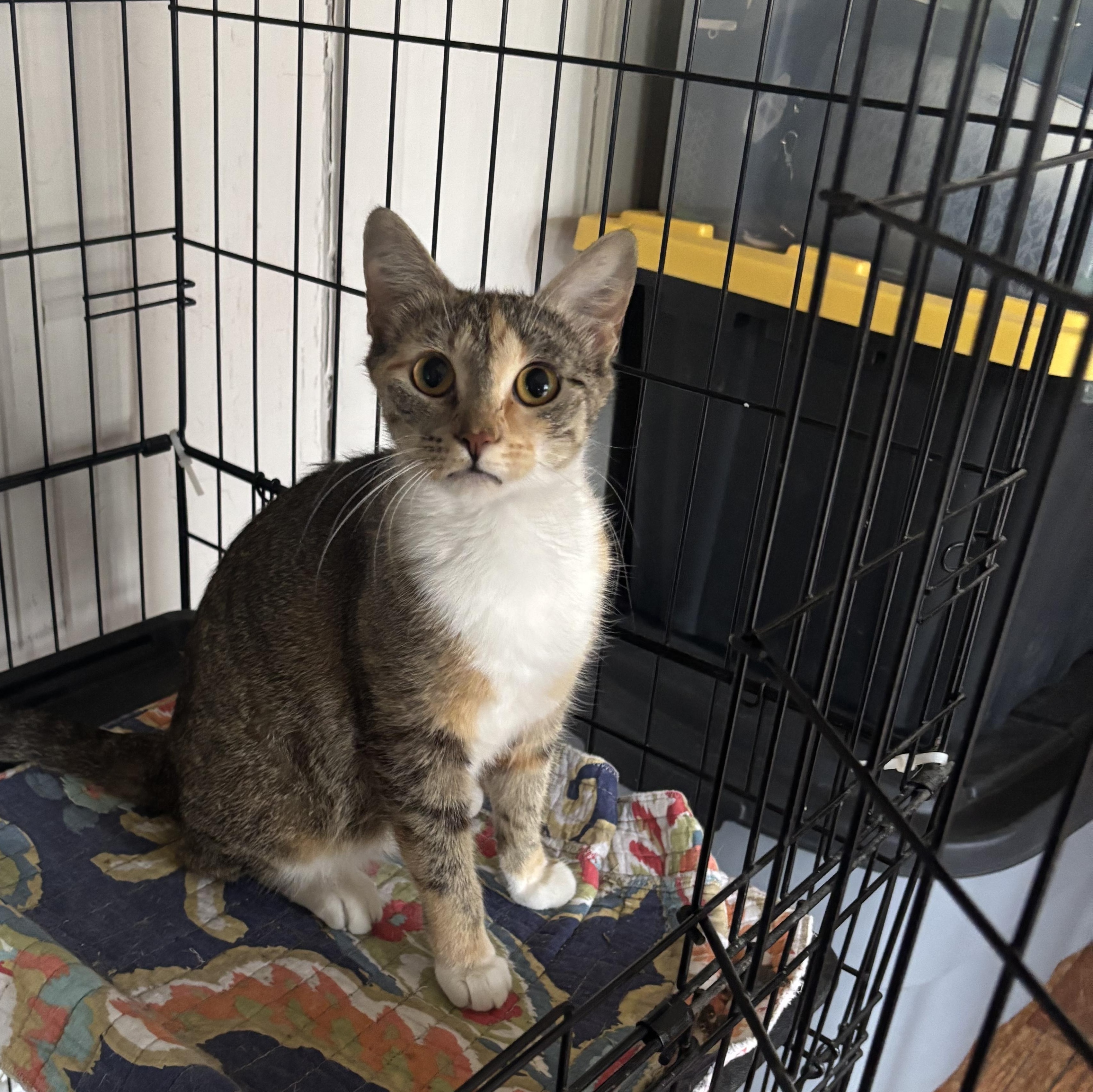 Enlarge Margarita, a ADOPTABLE Domestic Short Hair in Statesboro, GA image 2/2
