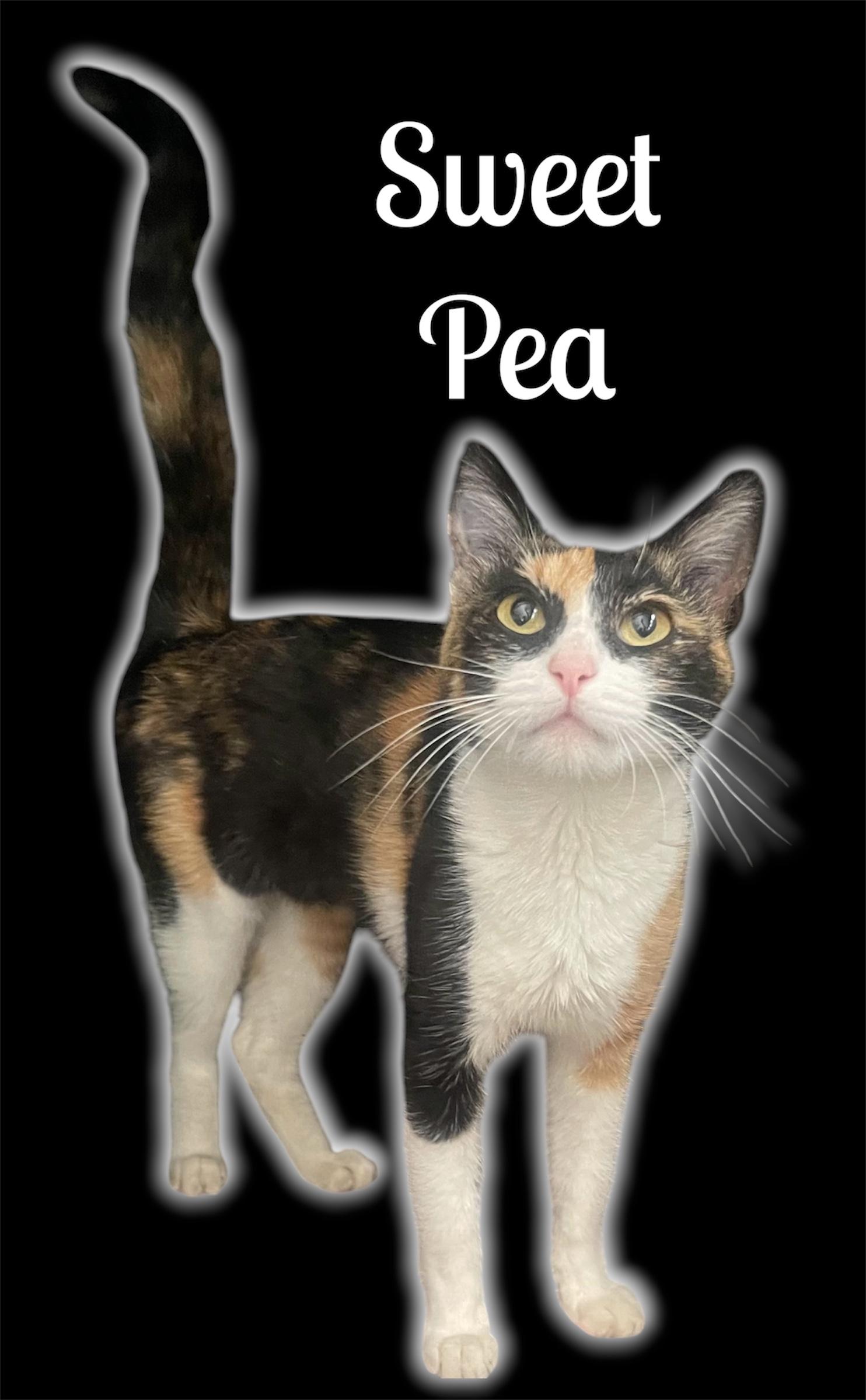 Enlarge Sweet Pea, an adopted Domestic Short Hair in Auburn, CA image 1/1