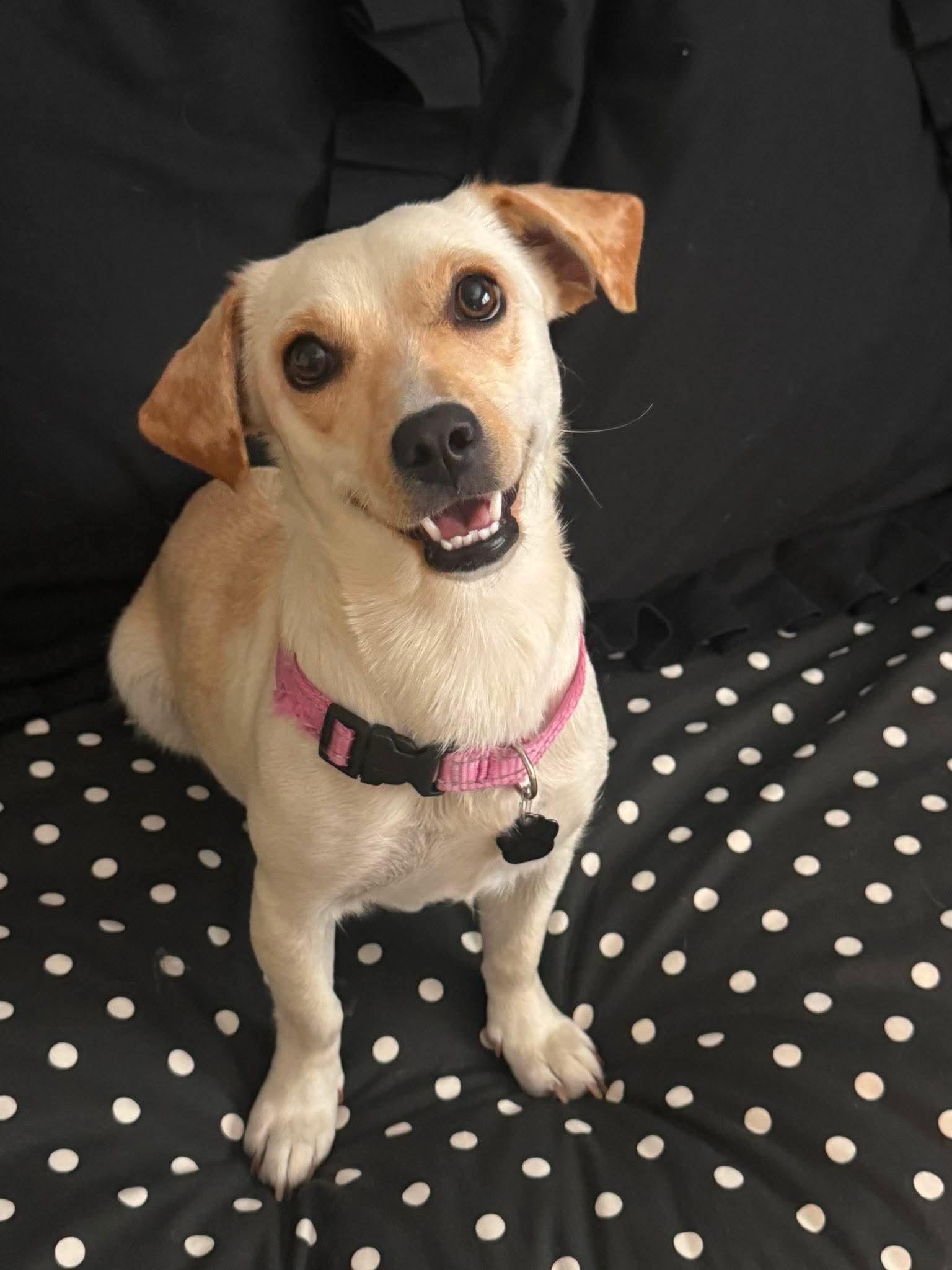Elsa, a Adopted mixed breed in Orange, CA image 1/3