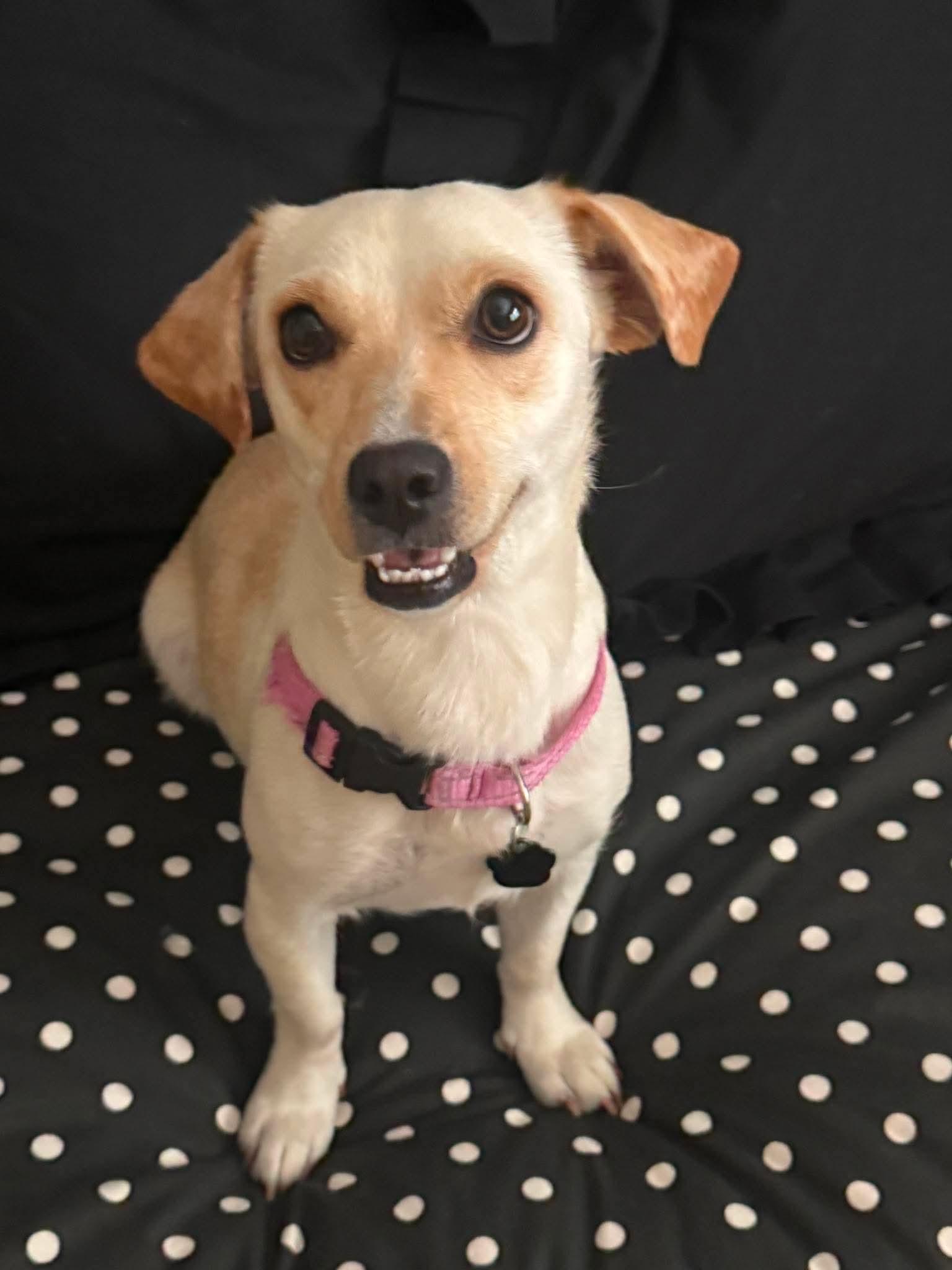 Elsa, a Adopted mixed breed in Orange, CA image 3/3