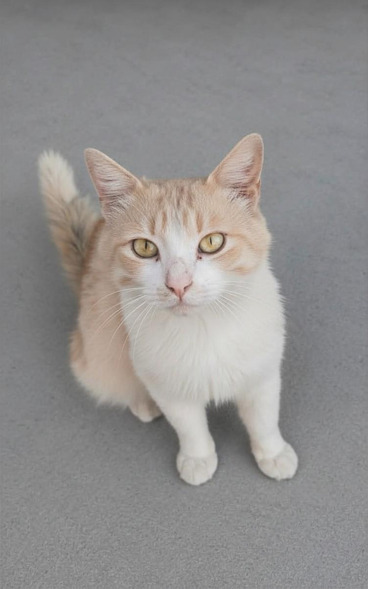 Orion, a Adoptable mixed breed in los altos, CA image 3/6