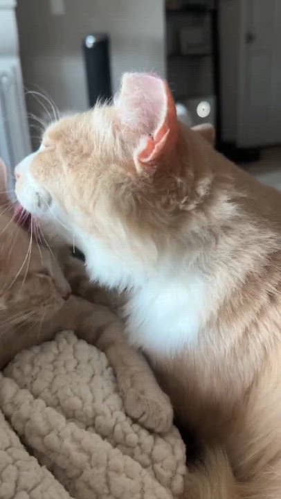 Enlarge Orion, a Adoptable mixed breed in los altos, CA video 6/6