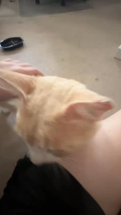 Enlarge Orion, a Adoptable mixed breed in los altos, CA video 5/6