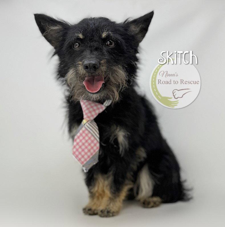 Enlarge Skitch, a Adoptable Cairn Terrier in Benton, LA image 1/3