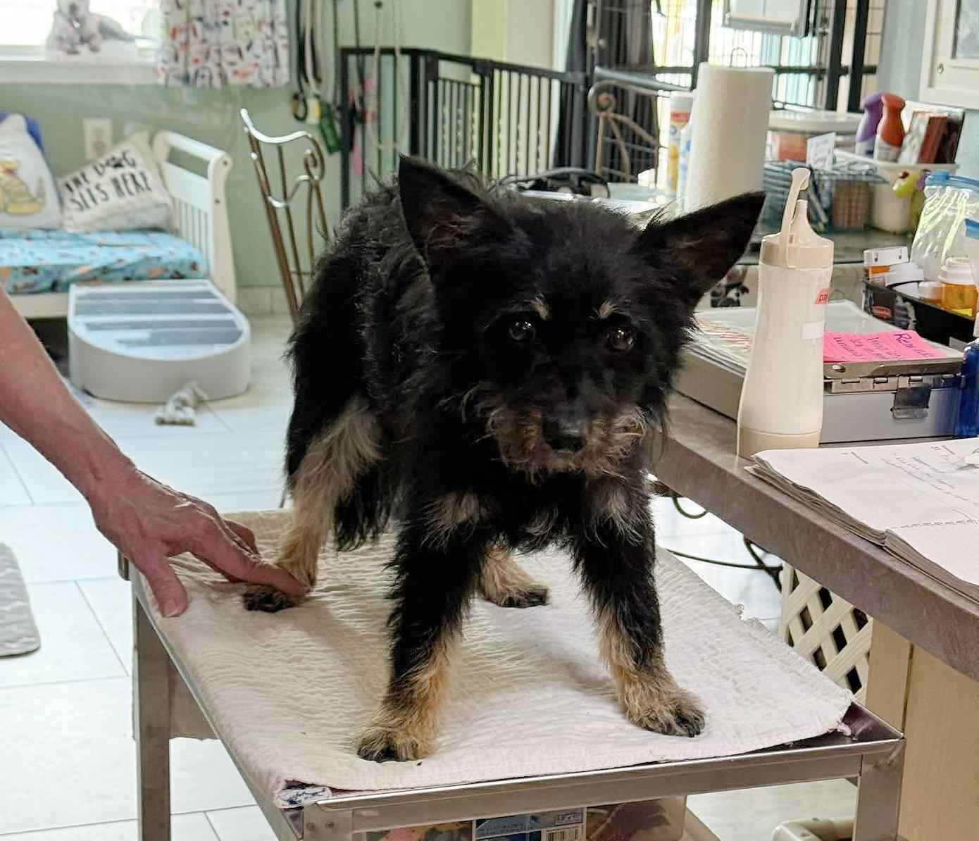 Enlarge Skitch (NOT YET AVAILABLE), a Adoptable mixed breed in Benton, LA image 1/1