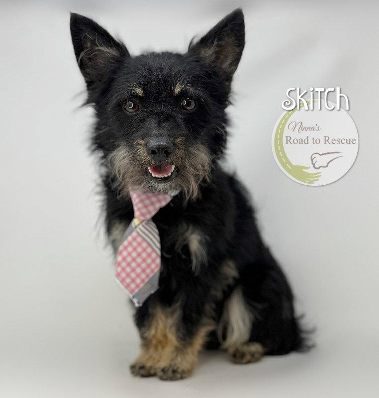 Enlarge Skitch, a Adoptable Cairn Terrier in Benton, LA image 2/3