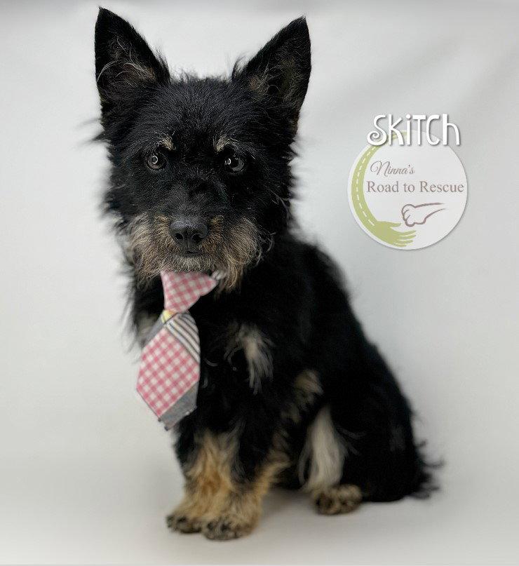 Enlarge Skitch, a Adoptable Cairn Terrier in Benton, LA image 3/3