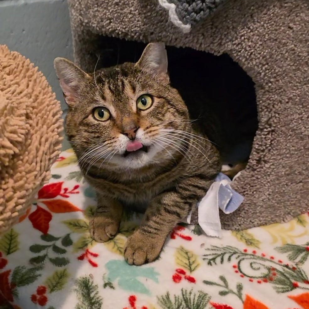 Enlarge Cheeks Ahoy, a ADOPTABLE mixed breed in Smithtown, NY image 3/3